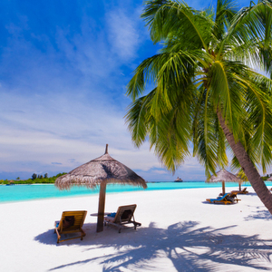 Deck chairs under palm trees on a tropical beach